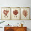 Corail rouge antique II - reproduction encadrée sur mesure de qualité supérieure mate - 3 pièces