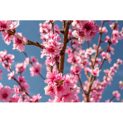 «Blossoming of Peach Trees» - Photographie sur toile tendue