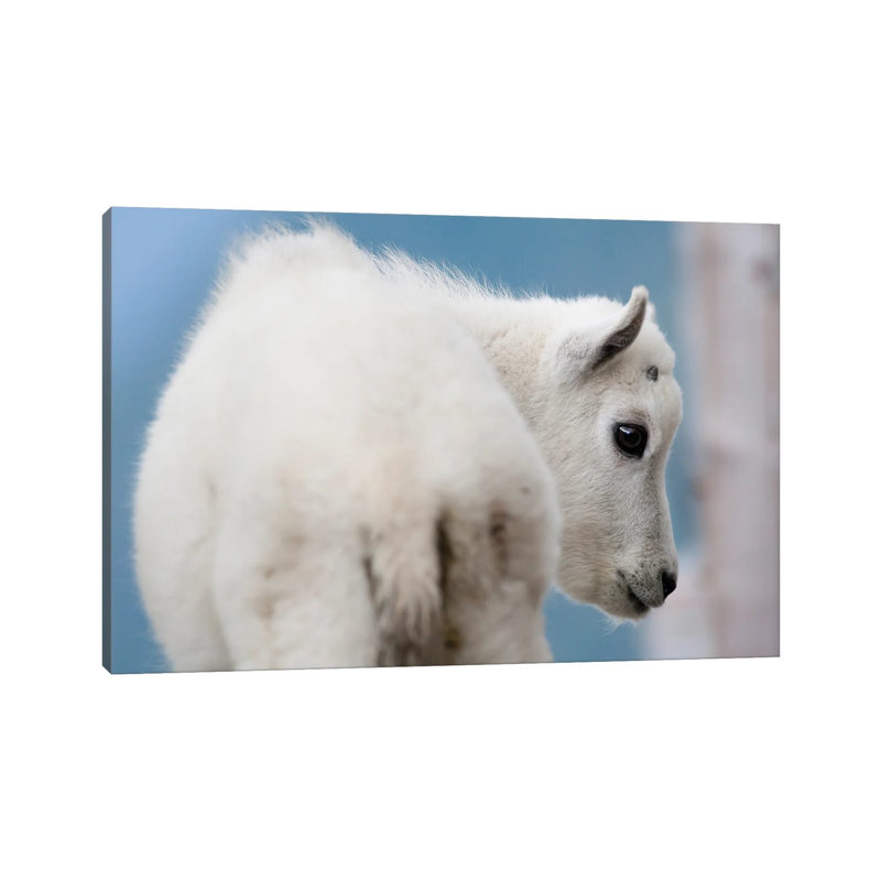 Mountain Goat by Mateusz Piesiak - Wrapped Canvas Print, 20.32 cm H x 30.48 cm W