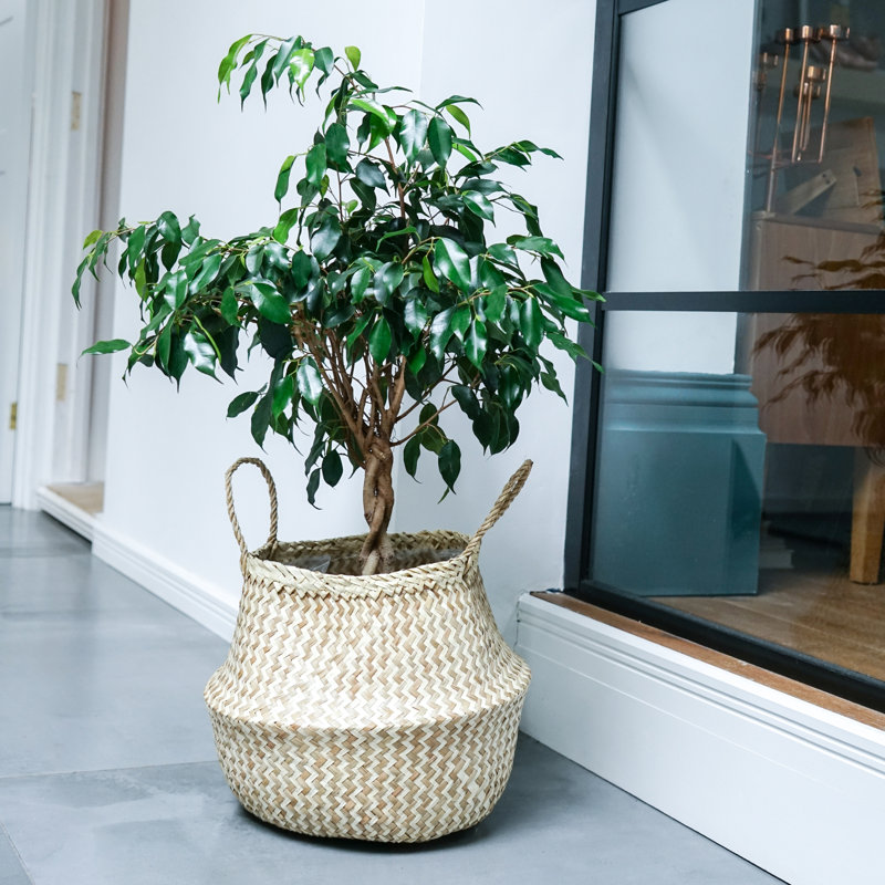  Natural Seagrass Lined Basket Planter, Natural/White, 25cm H x 30cm W x 30cm D