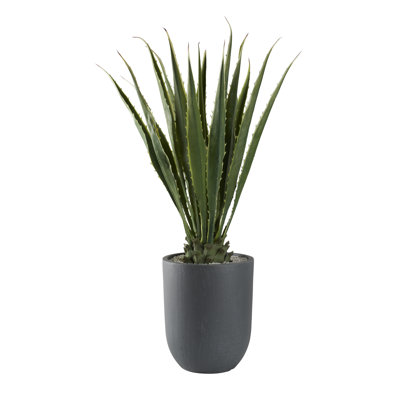 Agave 52 po dans une jardinière ronde