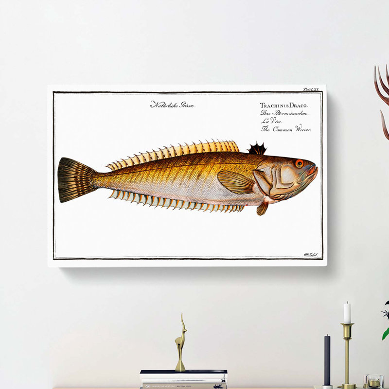 Weever Fish by M.E. Bloch - Wrapped Canvas Painting, 35cm H x 50cm W x 3cm D