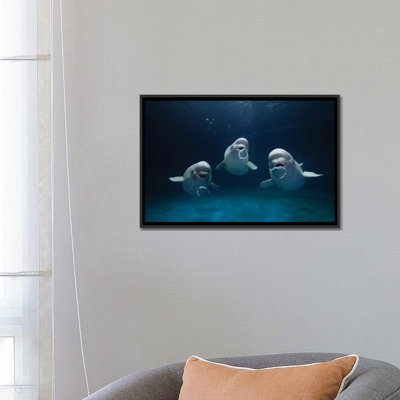 «Beluga Whale Trio Blowing Toroidal Bubble Rings, Play Behaviour», «Shimane Aquarium» par Hiroya Minakuchi, reproduction de photo sur toile