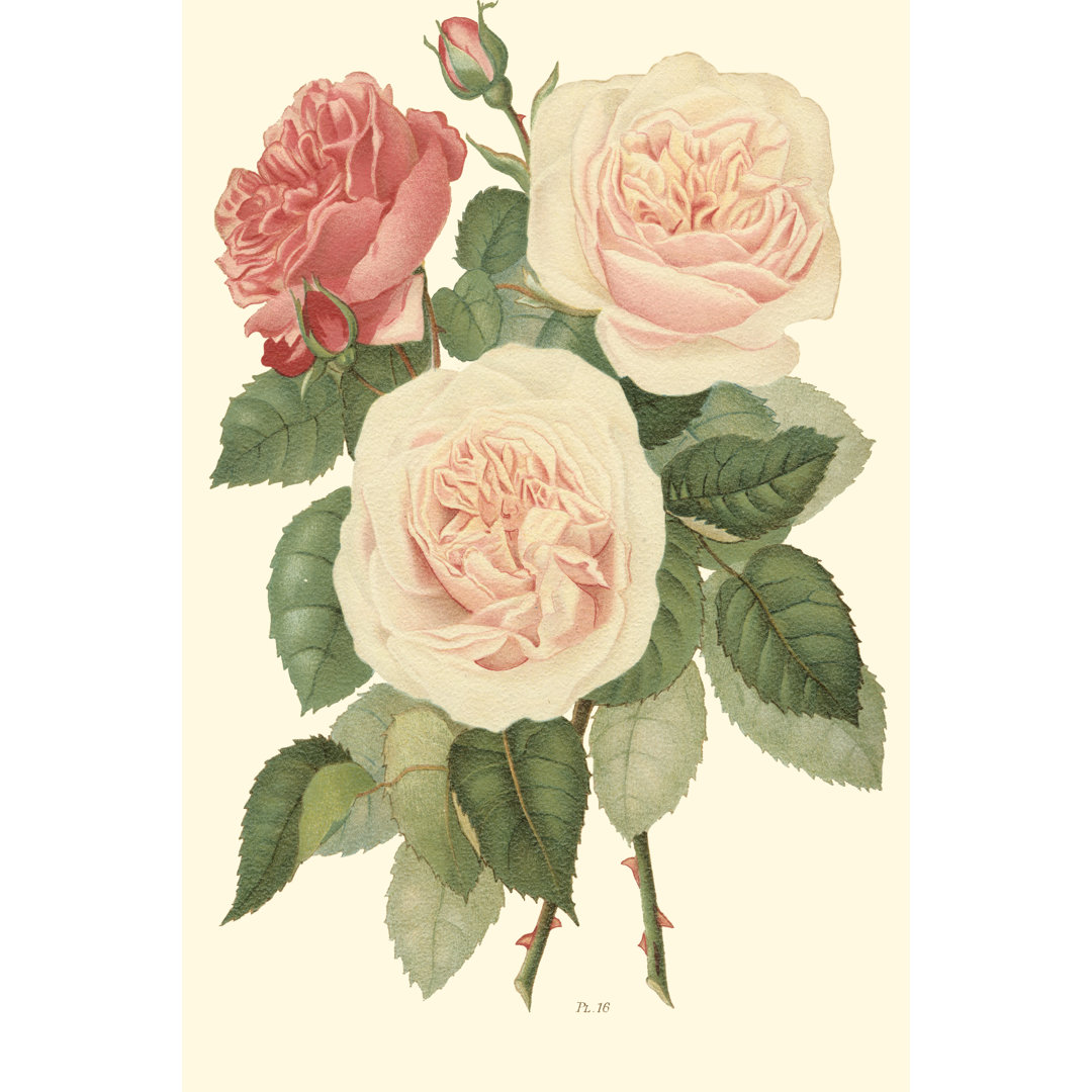 Leinwandbild Vintage Roses II von Vision Studio