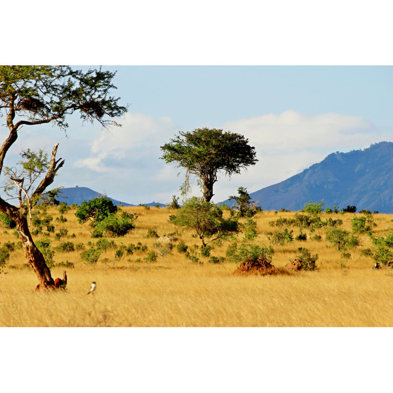 African Savannah Landscape by Czekma13 - Wrapped Canvas Print, 30cm H x 46cm W x 3.8cm D