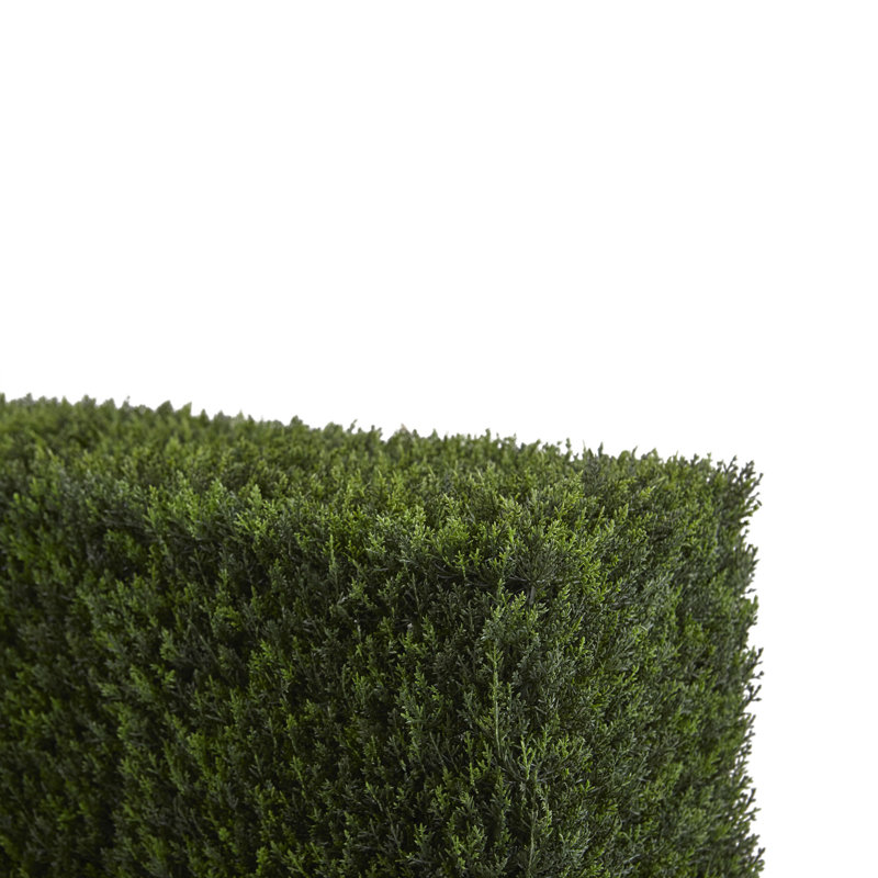 20'' Cedar Hedge