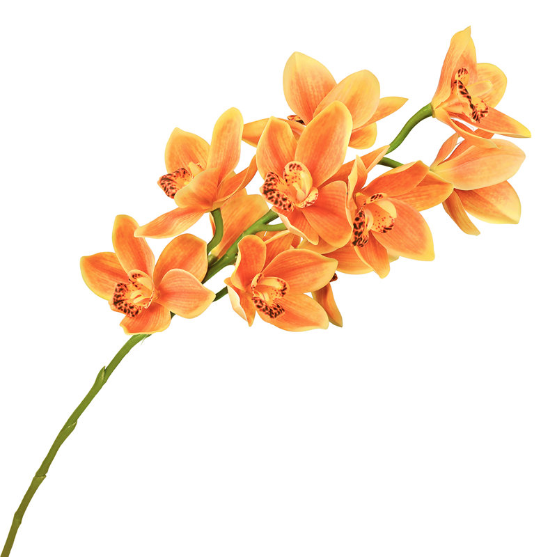 Tige d'orchidée Cymbidium, Orange