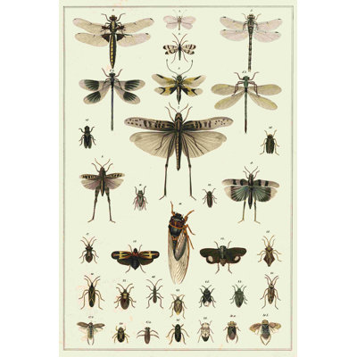 " Dragonfly Display " by Oken
