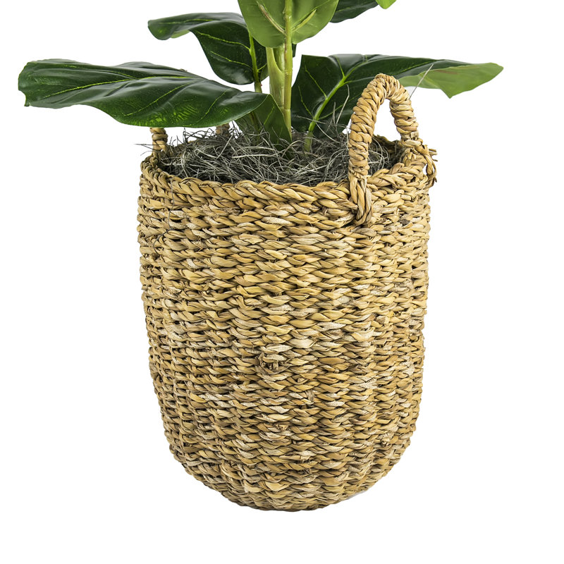 Figuier dans un panier