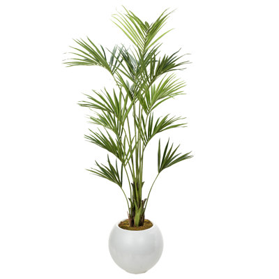 8' Kentia Palm in White Porter Planter