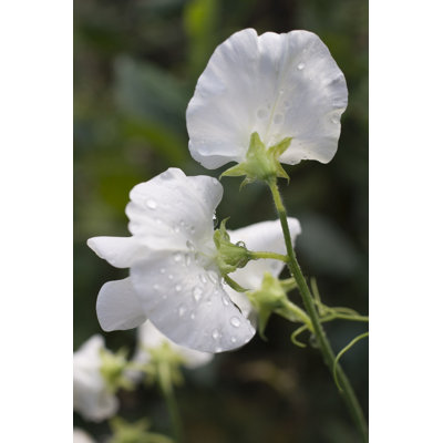 " Sweet Pea Cultivar " by Dentdelion