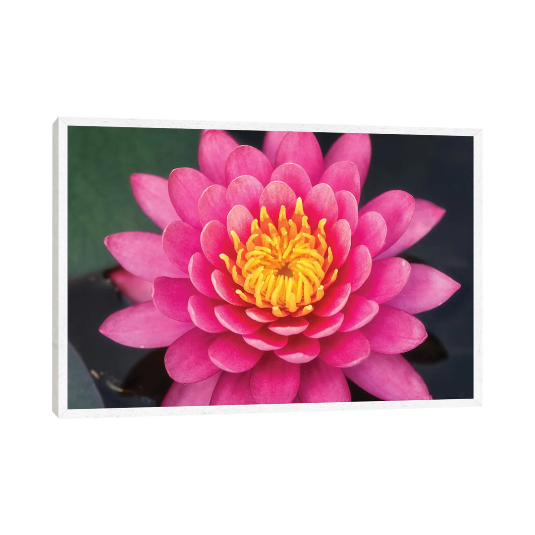 Pink Lotus Flower by Glauco Meneghelli - Print on Canvas