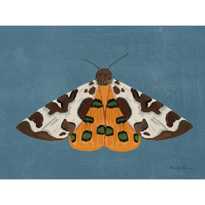 «Textured Moth II» sur toile par Farida Zaman, H 12 po x l 16 po