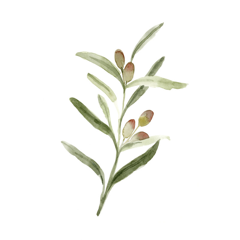 Sweet Olive Branch II - Painting, Black Floater Framed, 122 cm H x 81 cm W
