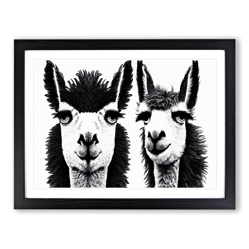 Flawless Llamas - Single Picture Frame Print, Black Framed, 25cm H x 34cm W x 2cm D