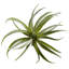 Succulent plante de bureau air