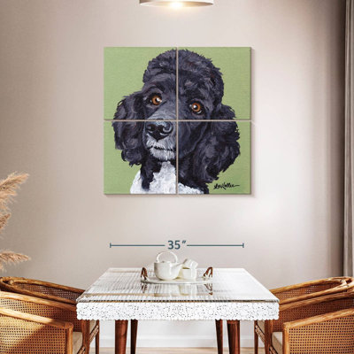 Caniche Brampt standard Tommy