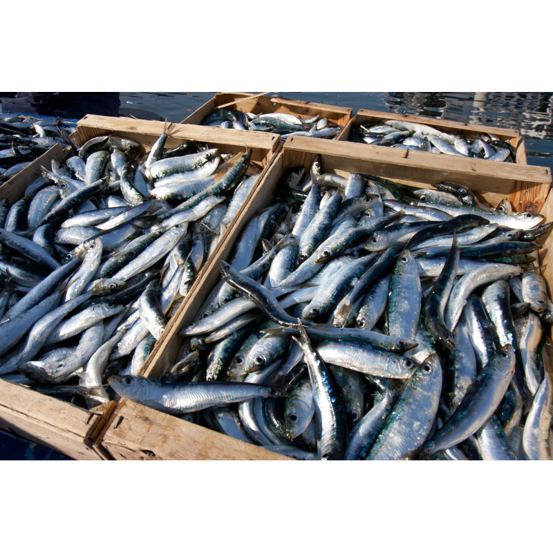 Sardines In Crates by Allg - Wrapped Canvas Print, 61cm H x 91cm W