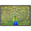 Animaux, paon néon vibrant-93629200-93629202