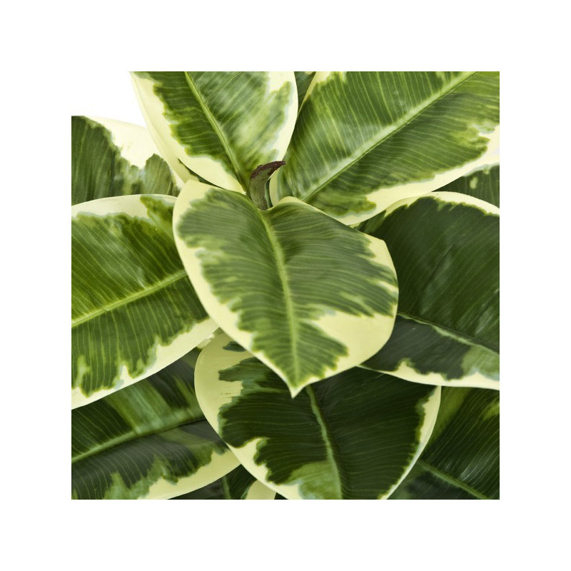 Artificial Real Touch Rubber Plant in Pot, 82cm x 16cm