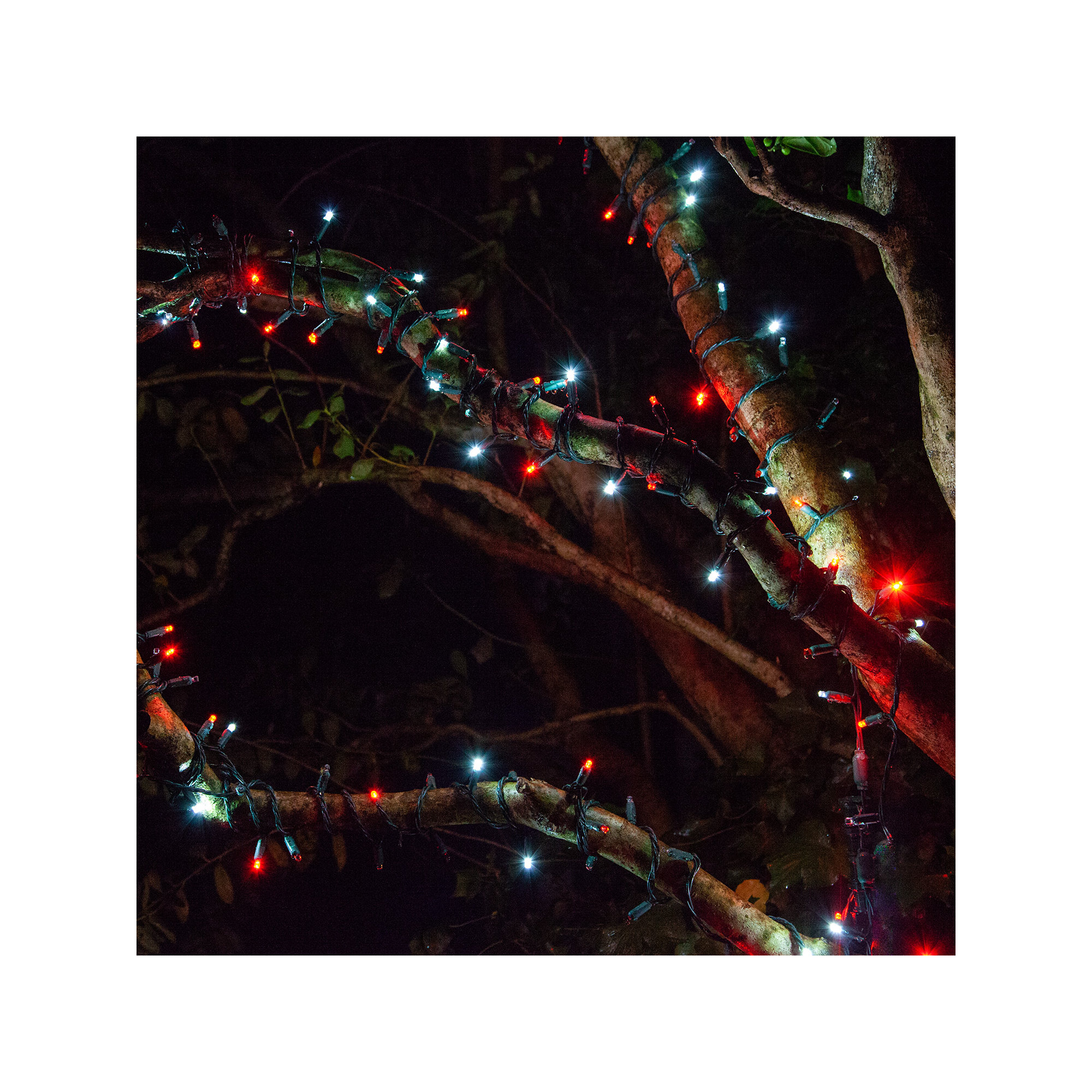 204" SoftTwinkle LED String Lights, Red/Cool White