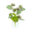 Globe Thistle Arranged in Glass Vase