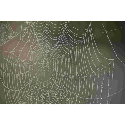 " Dewey Spider Web 3 "