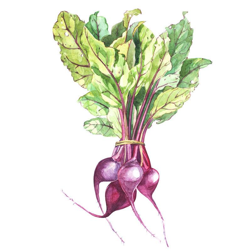 Beetroot With Leaves - Wrapped Canvas Painting, 30cm H x 30cm W x 3.8cm D