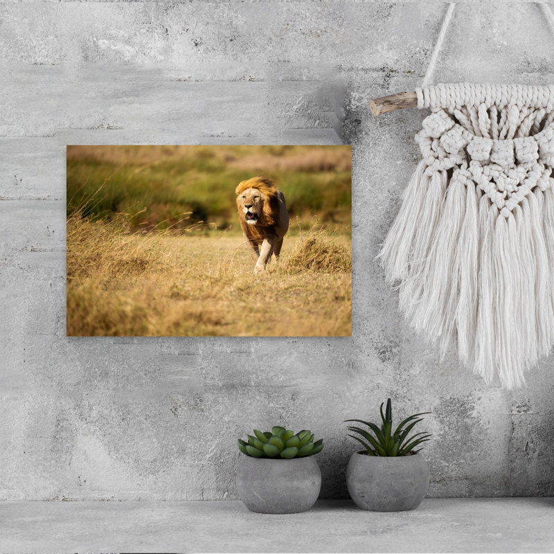 Majestic African Lion Contemporary Cat Lion Nature Wildlife Wall Art Print 1 Piece Wrapped Canvas Wall Art