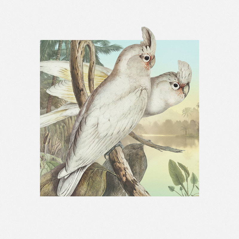 «Perroquet percher sur toile» par Steve Hunziker, H 12 po x l 12 po