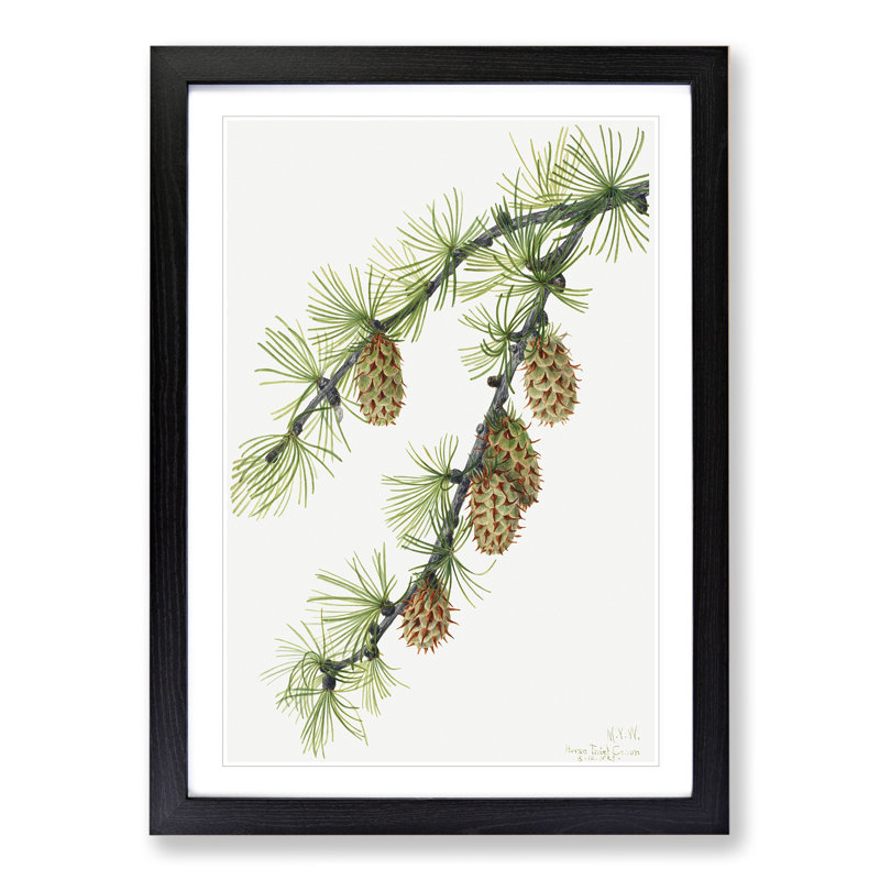 Western Larch by Mary Vaux Walcott - Picture Frame Painting, 36cm H x 27cm W x 2cm D, Black