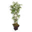 Haut bambou Panama en urne 72 po-1049634565