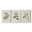 Antique Turpin Botanical VII - Ensemble de 3 peintures sur toile encadrées-1032562612-1032562621