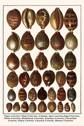 Cowries tiger cowries-impression d’art graphique, H 42 po x l 28 po x P 1,5 po