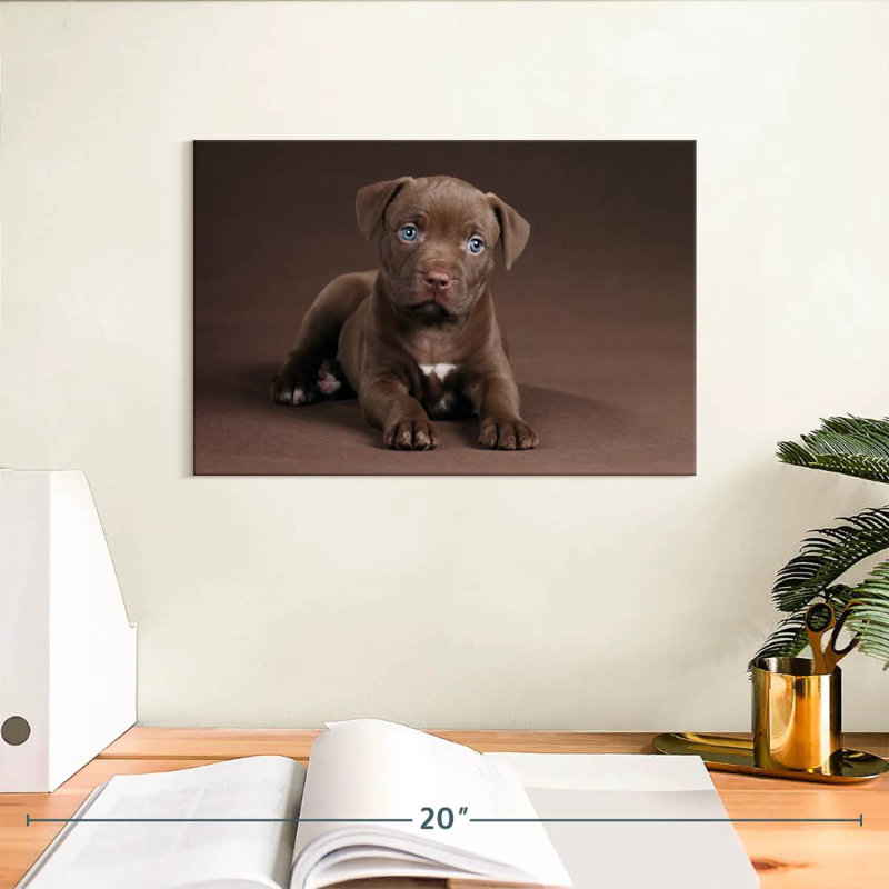 Chiot Brampt Pit Bull, H 8 po x l 12 po
