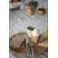 Oak Egg Cup