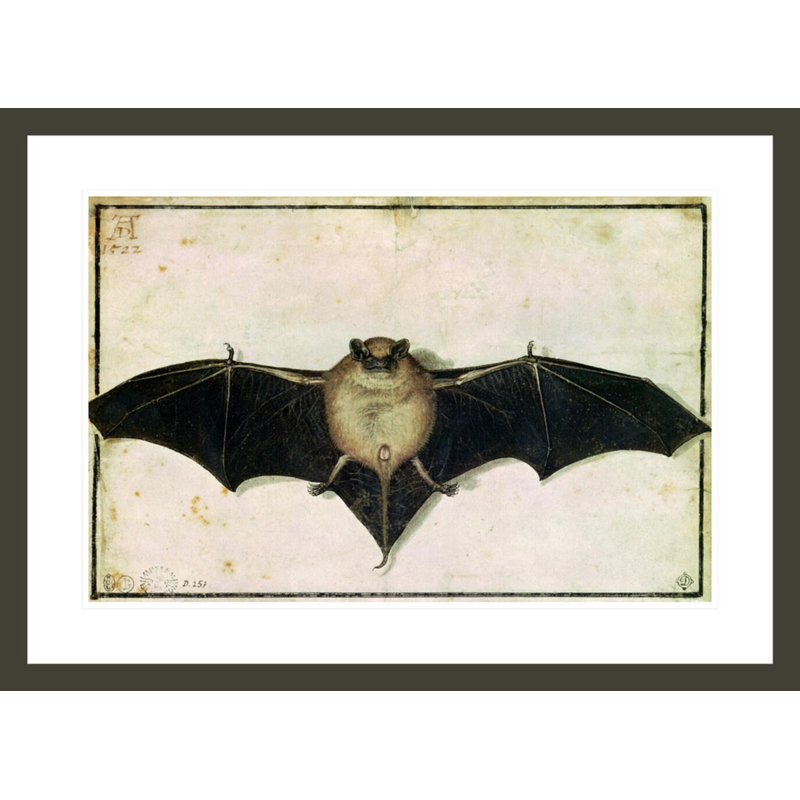 Chauve-souris par Albrecht Dürer - Impression sur toile, H 21,48 po x l 29,5 po