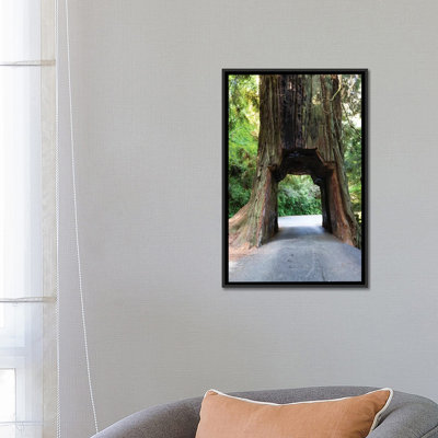 " Chandelier Tree In Drive-Thru Tree Park, Redwood National And State Parks, California, USA " by Panoramic Images
