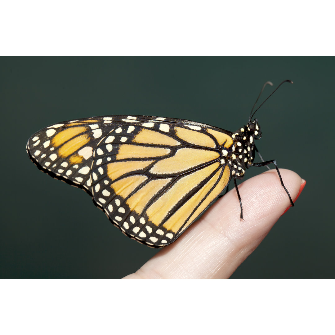 Schmetterling Nahaufnahme - Fotografie auf Leinwand