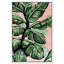 « rosé tons leaves » par oliver gal, impression-66978470-66978471