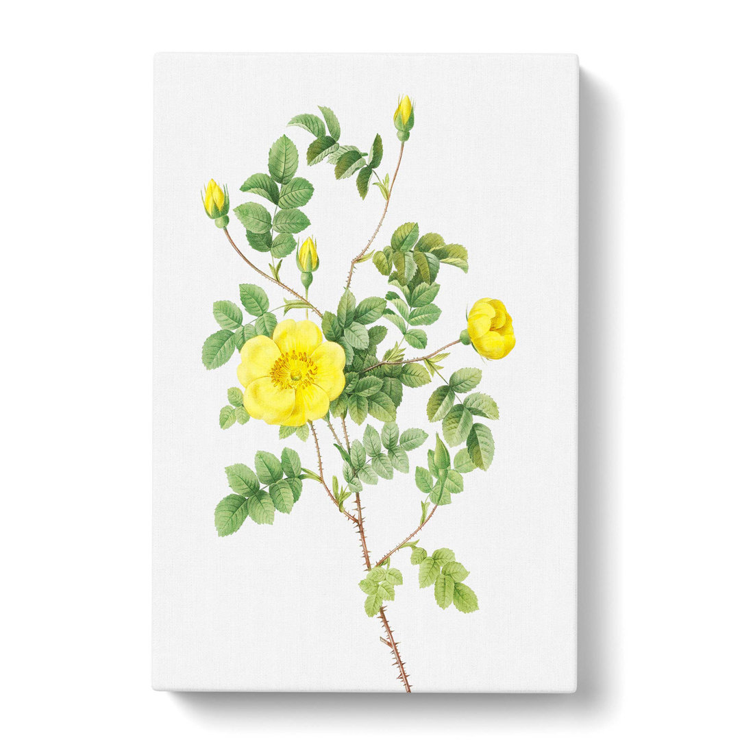 Sweetbriar Rose in Yellow by Pierre-Joseph Redoute - Wrapped Canvas