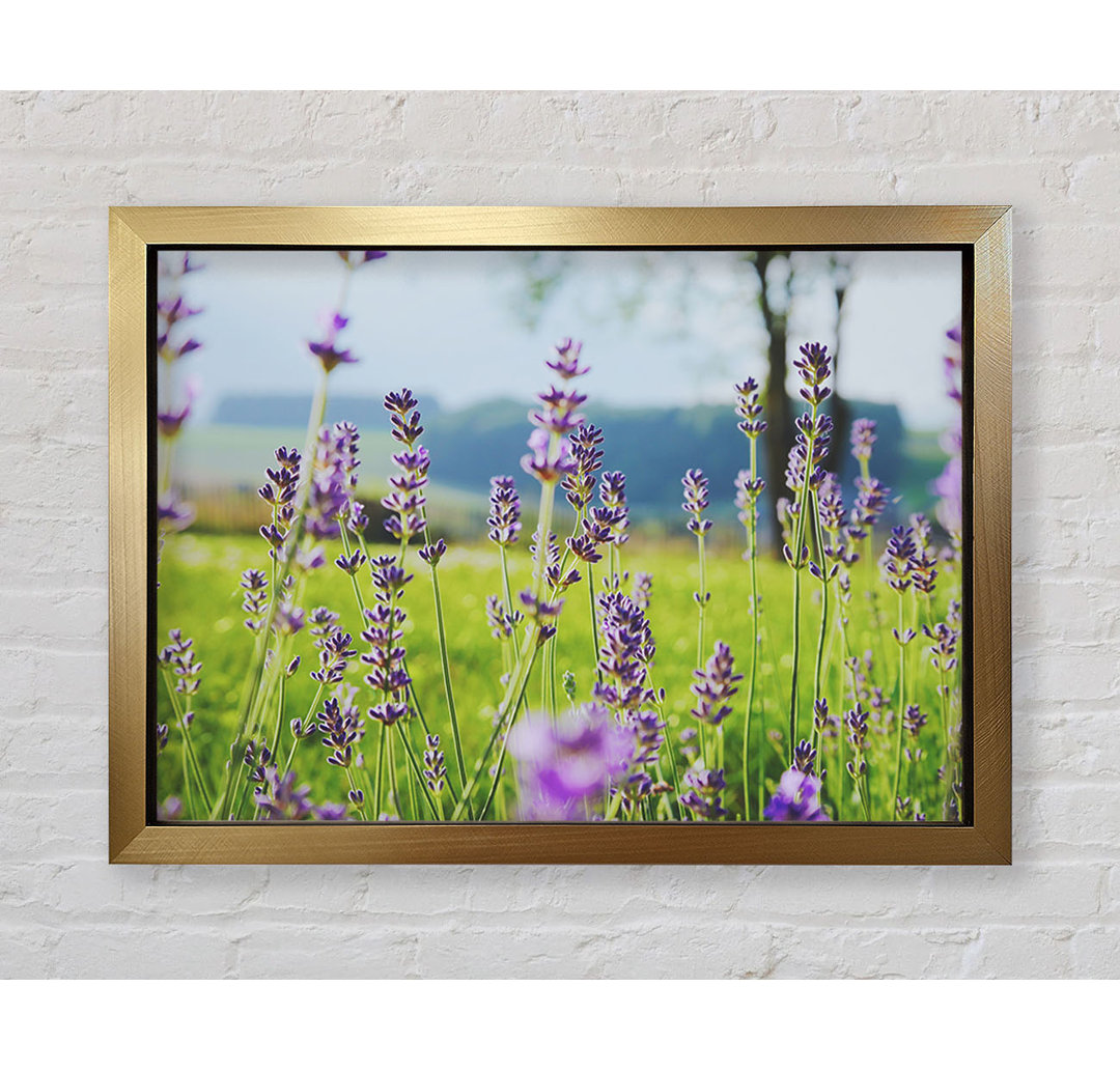 Tiny Flowers Suspended Above The Grass - Einzelne Bilderrahmen Kunstdrucke