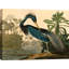 Louisiana Heron by John Audubon - No Frame Painting on Canvas-687247726