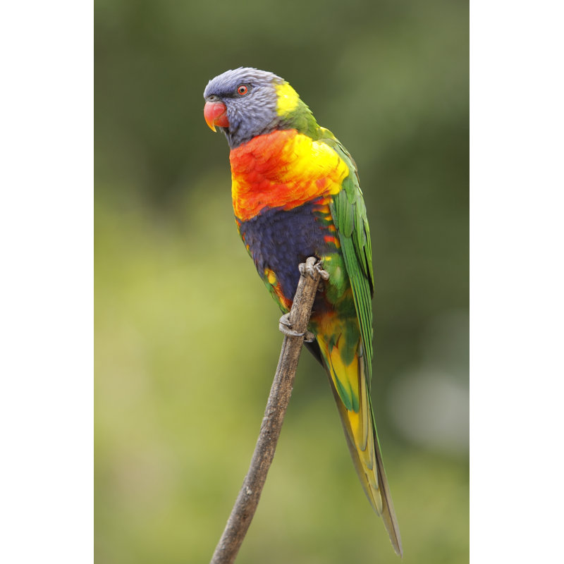 Rainbow Lorikeet by Craigrjd - Wrapped Canvas Print, 76cm H x 51cm W
