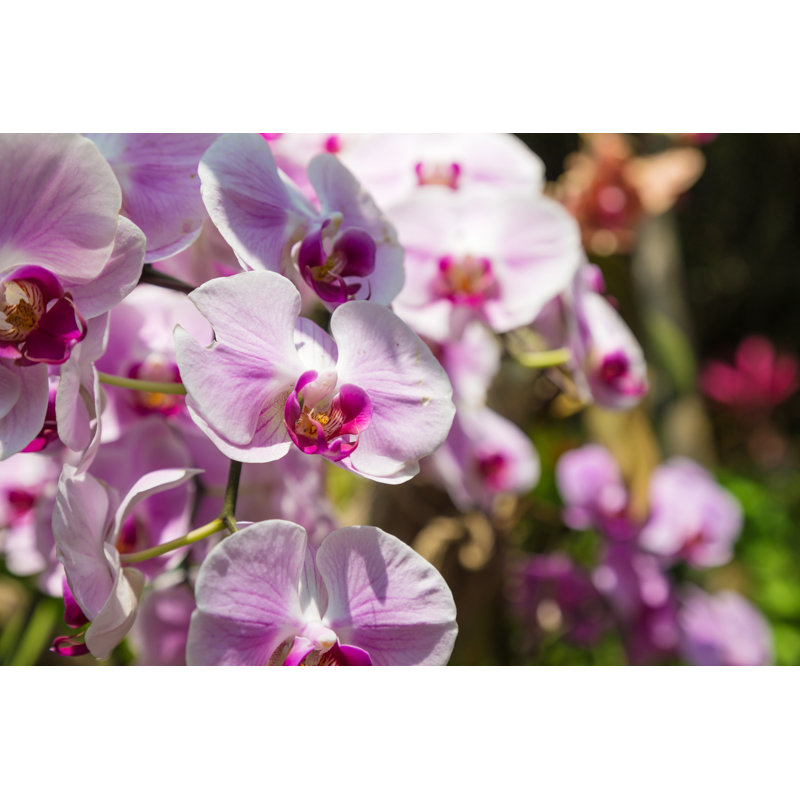 Beautiful Phalaenopsis Orchid by Badboydt7 - Wrapped Canvas Print, 30cm H x 46cm W