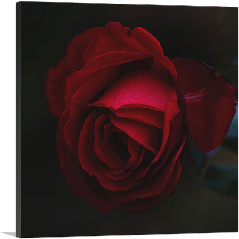 Rose rouge fleur - reproduction de photo sur toile tendue, H 12 po x l 12 po x P 1,5 po