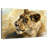 Lioness Study-107702383