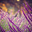Couverture 2 de hummingbird-21782386