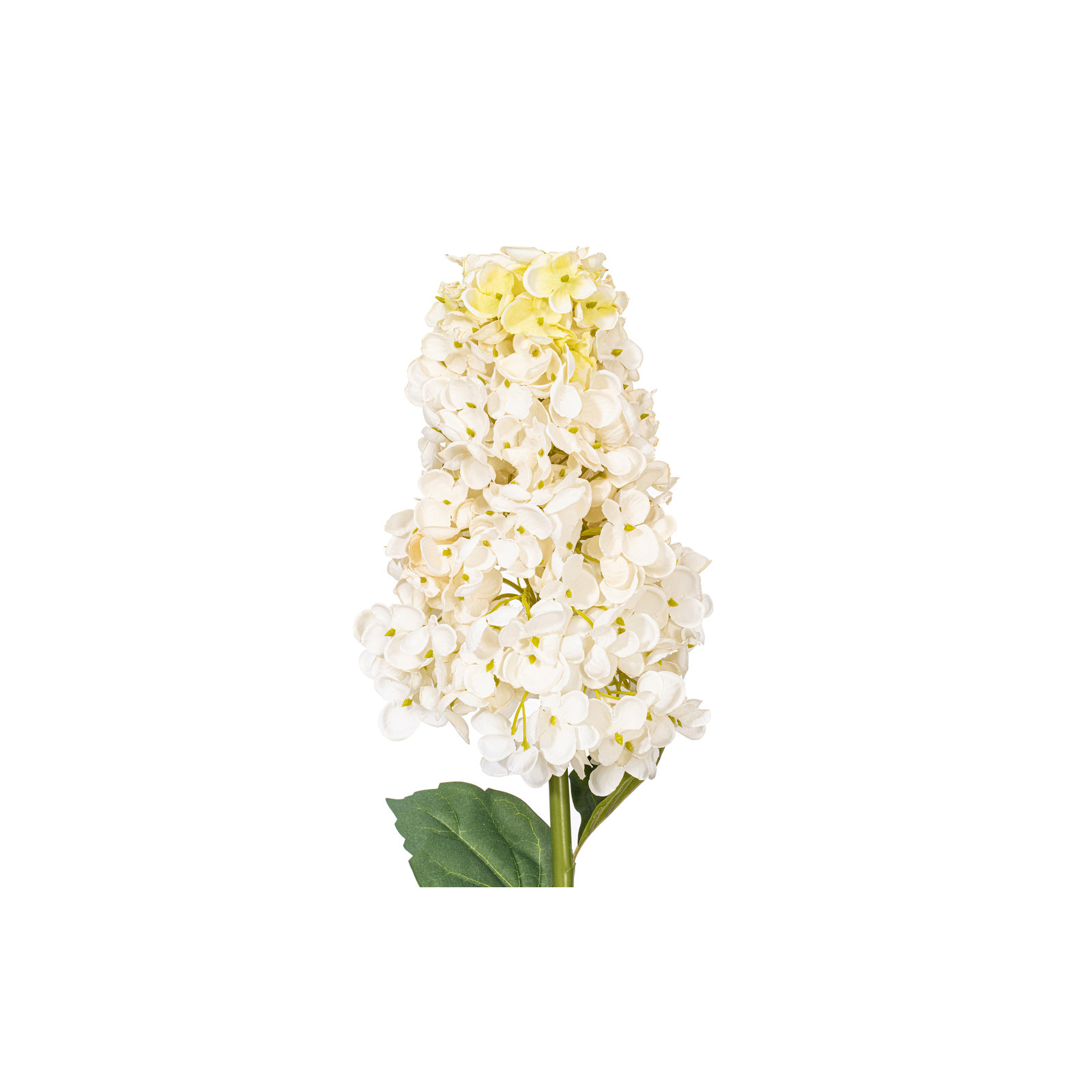Hydrangea Stem, White