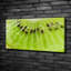 Kiwi - No Frame Print on Canvas